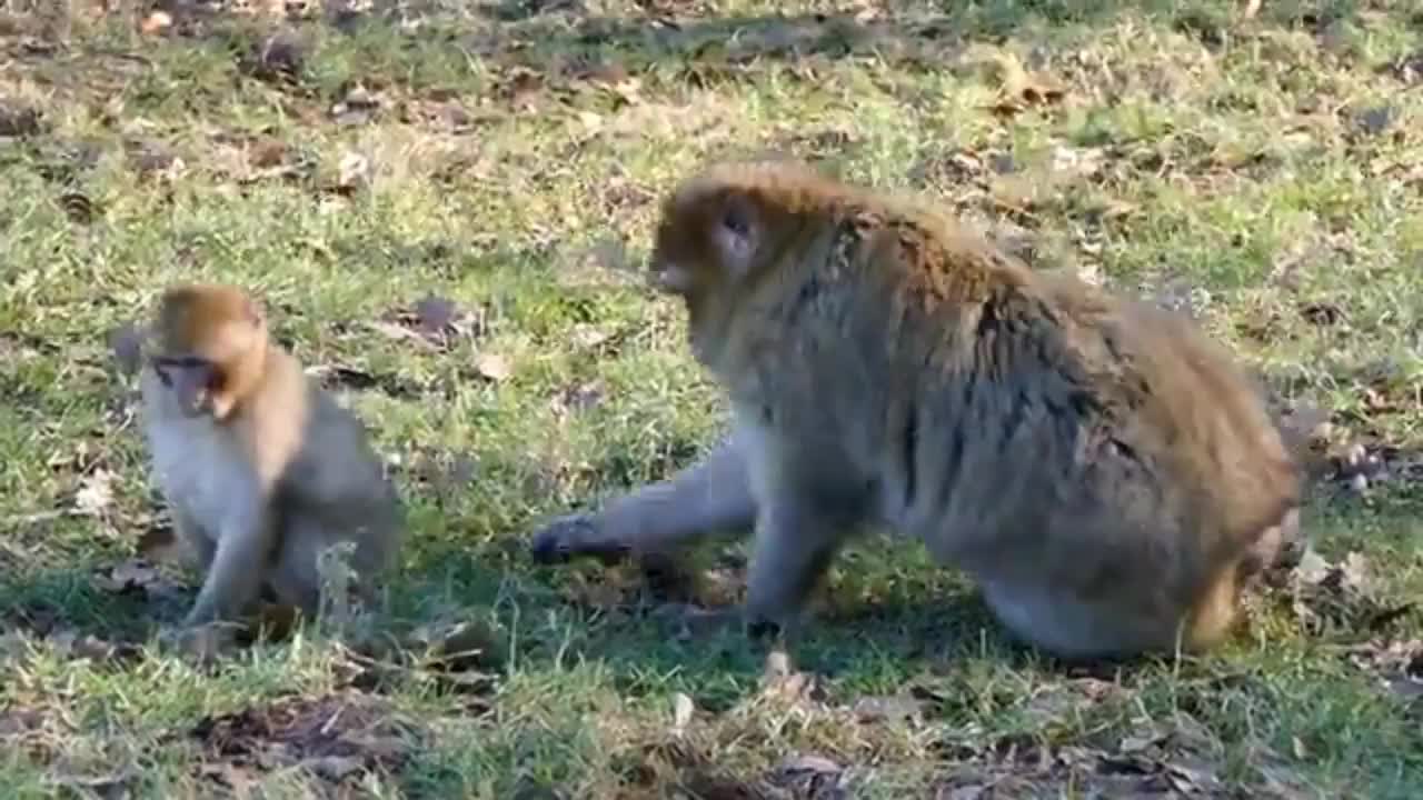 Cute And Funny Moment of The Monkey