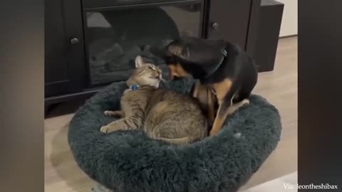 Dogs Who Love Their Kitten Since The Moment They Met - CATS AND DOGS Friendship