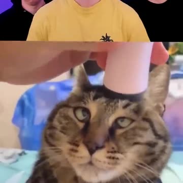 Funniest Cat Moments of the Week – Cat Show