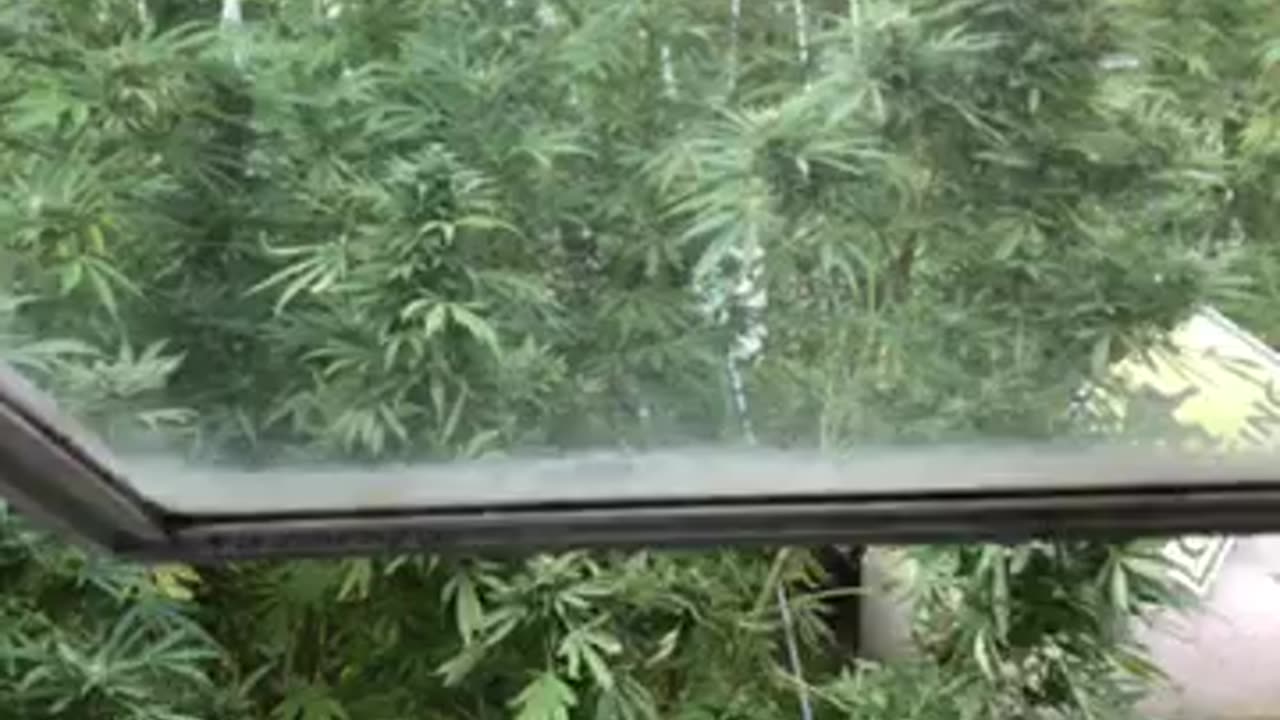 Kamala & KJP version of reality harvest joy & hate p 04 Derek Hunter rumble