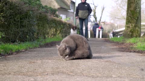 A dog approaching a cat