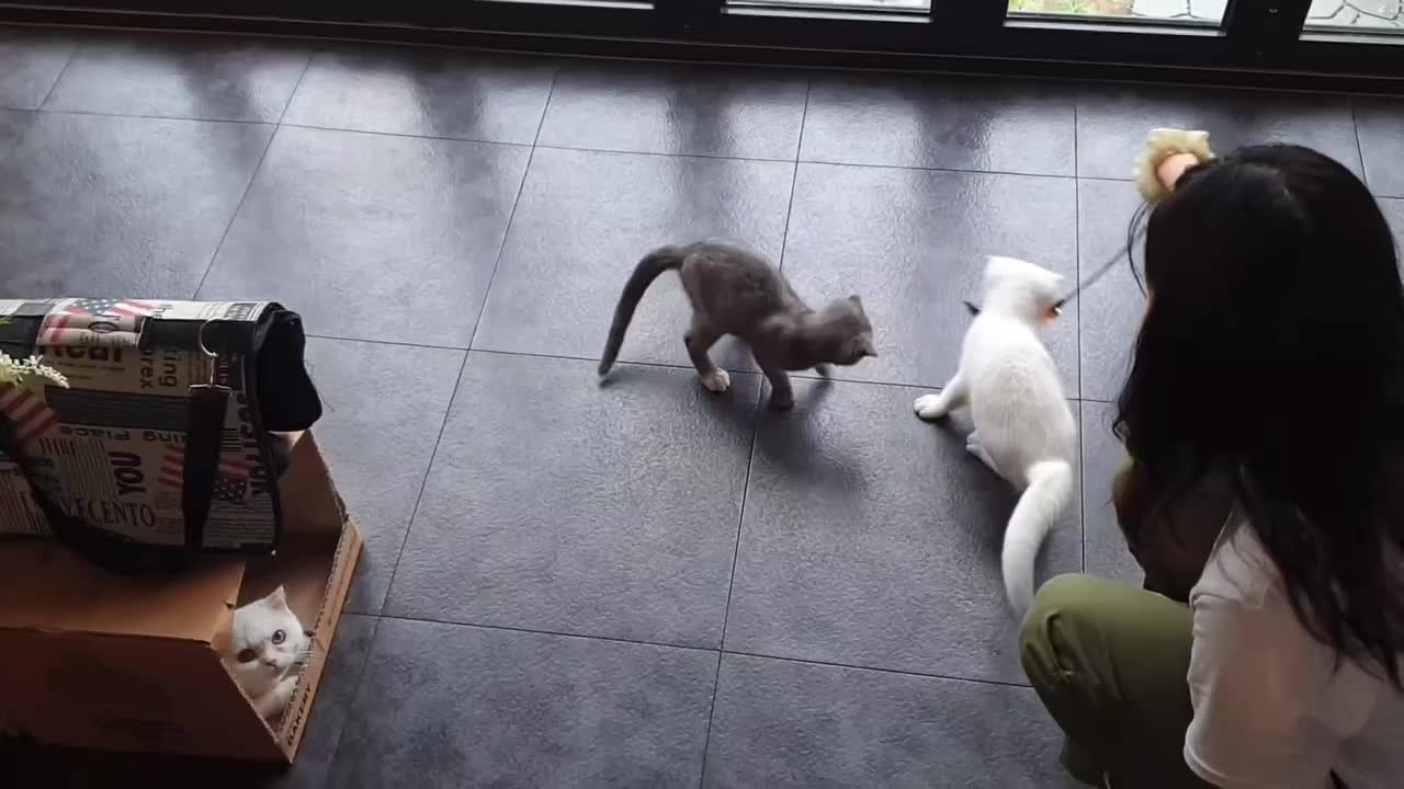 Cute cat toy play