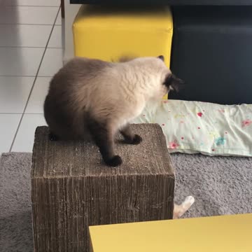 Playful cat disturbing his brother's rest