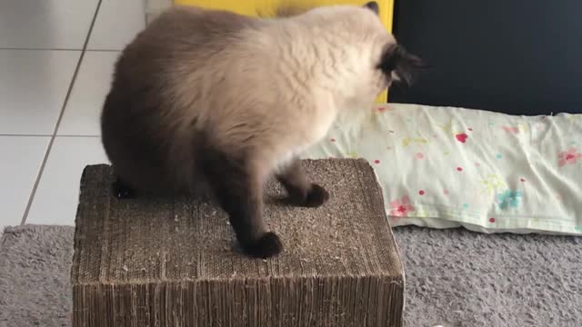 Playful cat disturbing his brother's rest