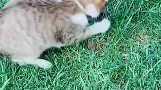 OMG So Cute Cats ♥ ,Cute & Funny Cats Doing Funny Things_OMG Cute & Funny Cats