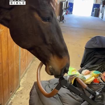 Horse entertains baby 🤪
