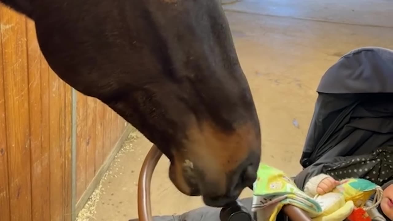 Horse entertains baby 🤪