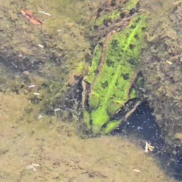 Small frog in a puddle
