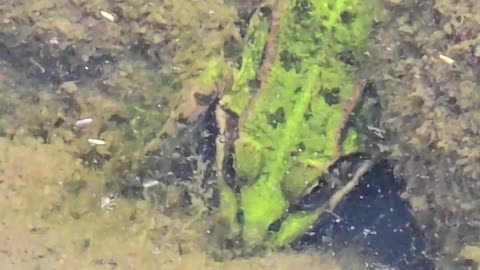 Small frog in a puddle