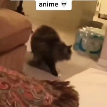 Never let your cat watch anime