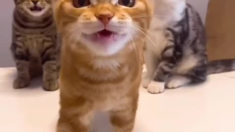 cute cat