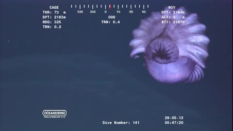 Weird ocean creature at 7000 feet
