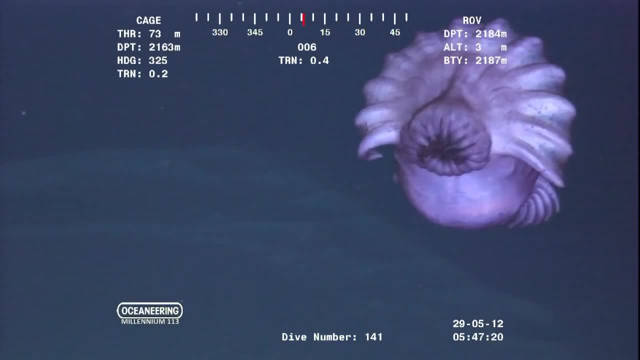 Weird ocean creature at 7000 feet