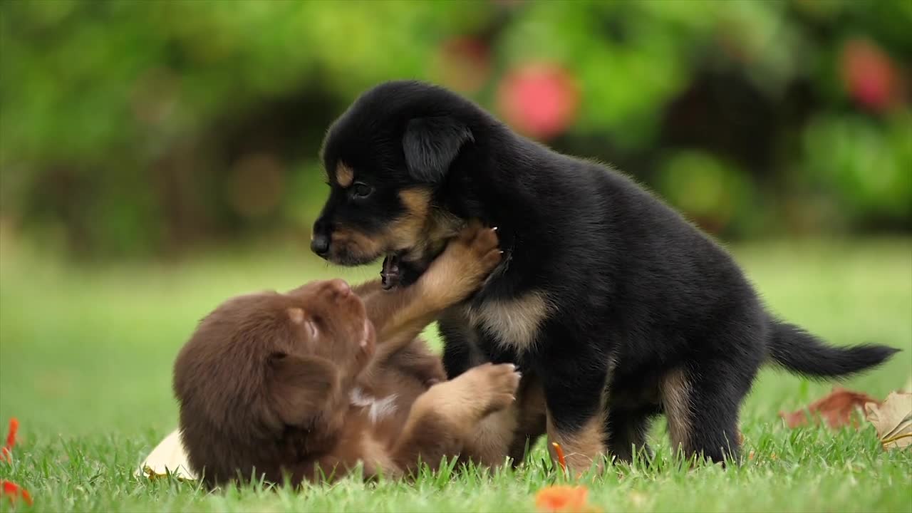 Puppies cutest fight scene ever