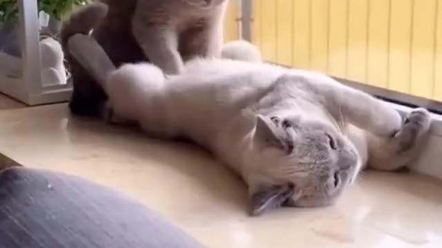 Humorous pet