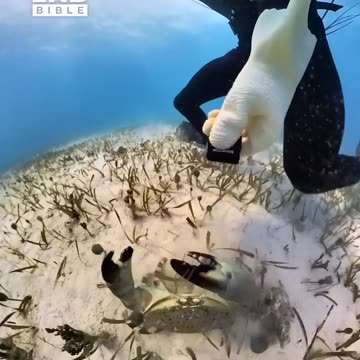 Crab Steals Go Pro And Goes On Adventure 🦀