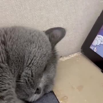 Cute Cat daily routine #cats #cutecats #viral #trending #like #comment