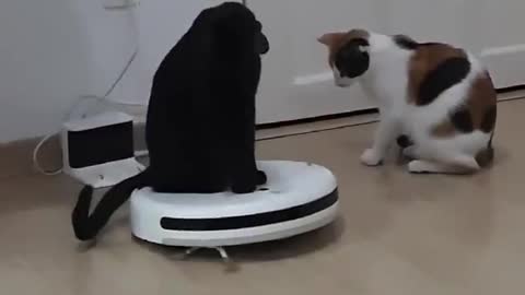 Uber for cats to walk around the house