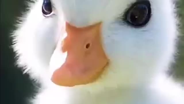 Cute little funny duck! Ducks video to make you smile