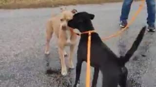 #40 black male #42 female tan pit #41 red male watching Feb2022