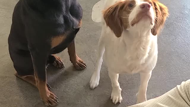 Doberman and Brittany wait for their snacks