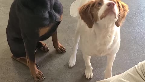 Doberman and Brittany wait for their snacks