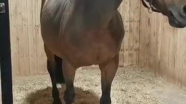 Horses