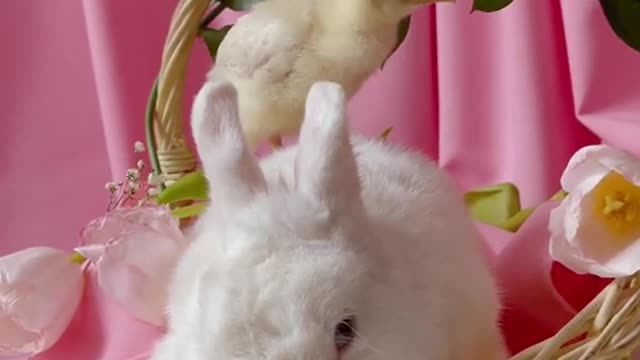 Rabbit and Chicks - Satisfying Video !