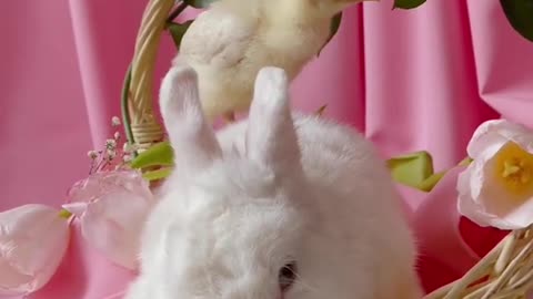 Rabbit and Chicks - Satisfying Video !