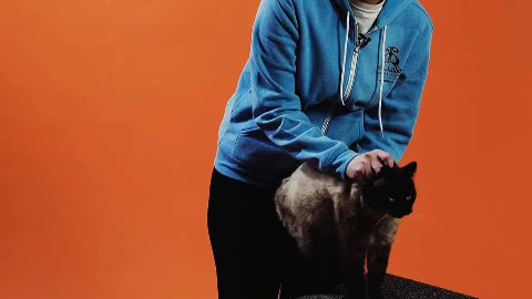 Grab the cat food, grab the cat nest