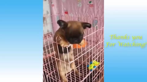 Animals being silly