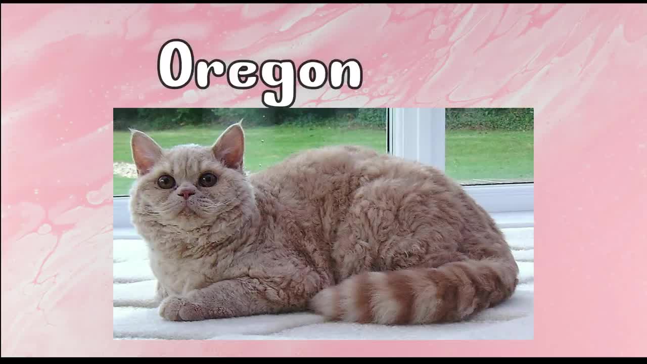 Different Cat Breeds In The World