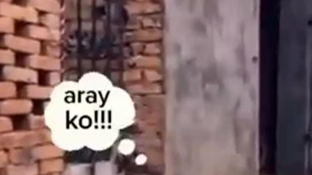 try not to laugh with that chicken 🤣🤣