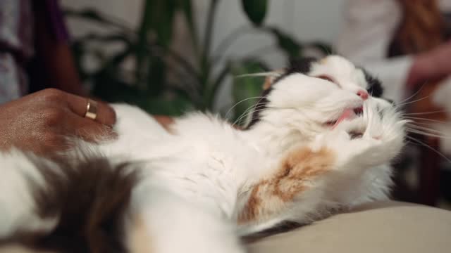 Very funny cat try sleeping