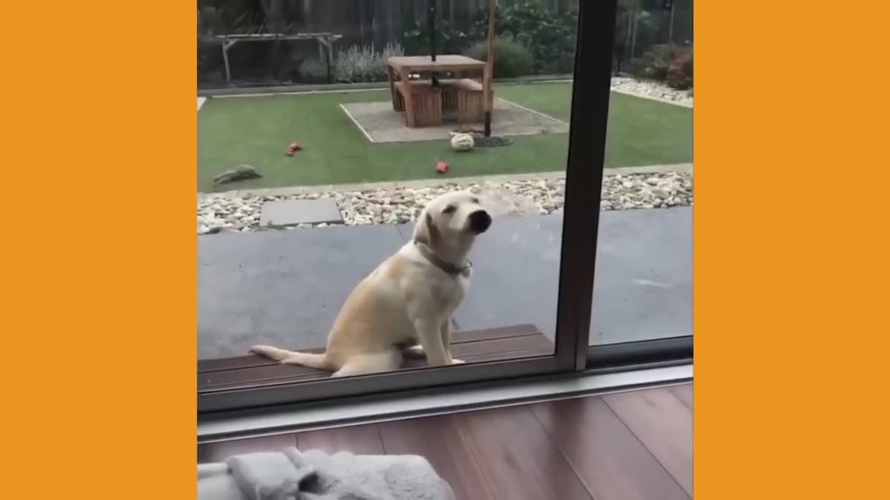 Funny Pets