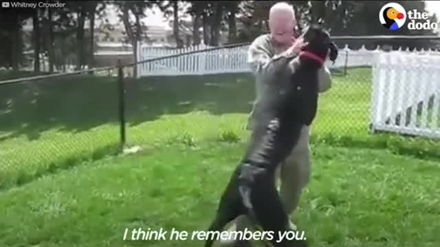 Dogs reacting to their owners returning from the army