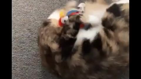 Cute Cat Funny Video😂😂