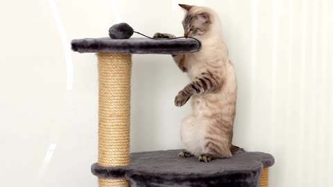adorable cat moments! vol 6