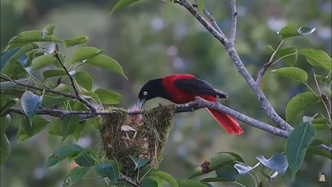 The sound of beauty 🦜🌍🌲