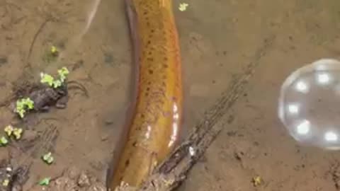 Catch eel in the hole