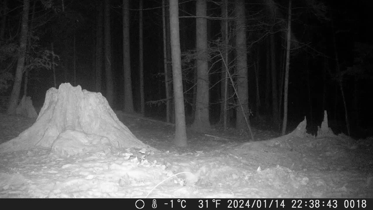 Sweet deer sees the camera - Süsses Reh entdeckt die Kamera