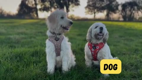 Meet and Learn Animal Sounds - For kids