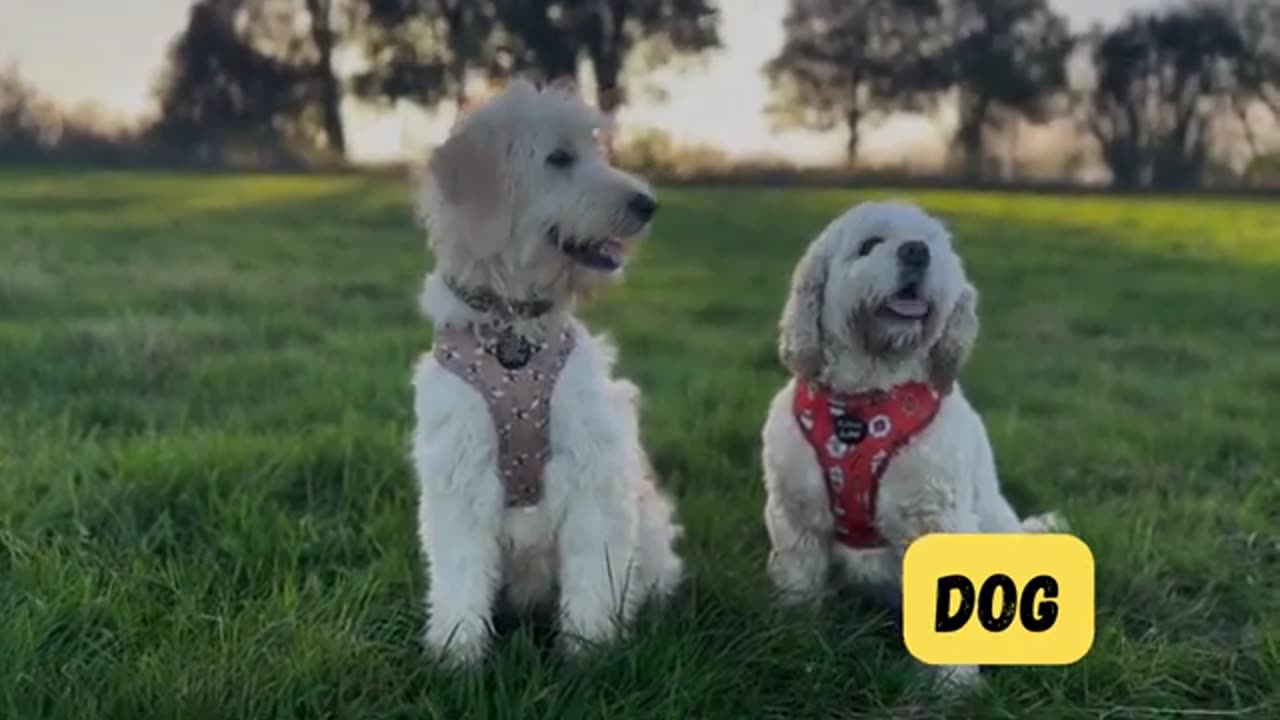 Meet and Learn Animal Sounds - For kids