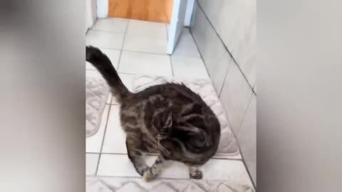 when your cat's got something very important to say funniest animals