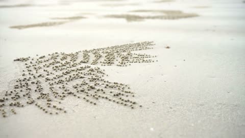 Ocypode, sand bubbler crab hole perfect spread pattern at white sand tropical beach