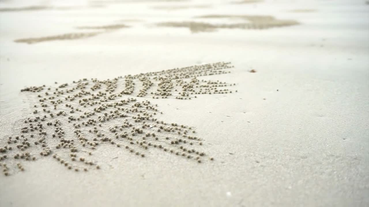 Ocypode, sand bubbler crab hole perfect spread pattern at white sand tropical beach