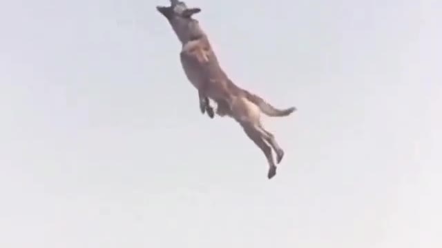 A trained dog makes a very high jump!!!