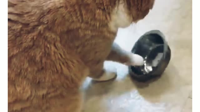 Cute and Funny Cat Videos to Keep You Smiling!βΊοΈππ±