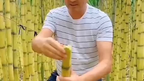 Golden sugar cane in china