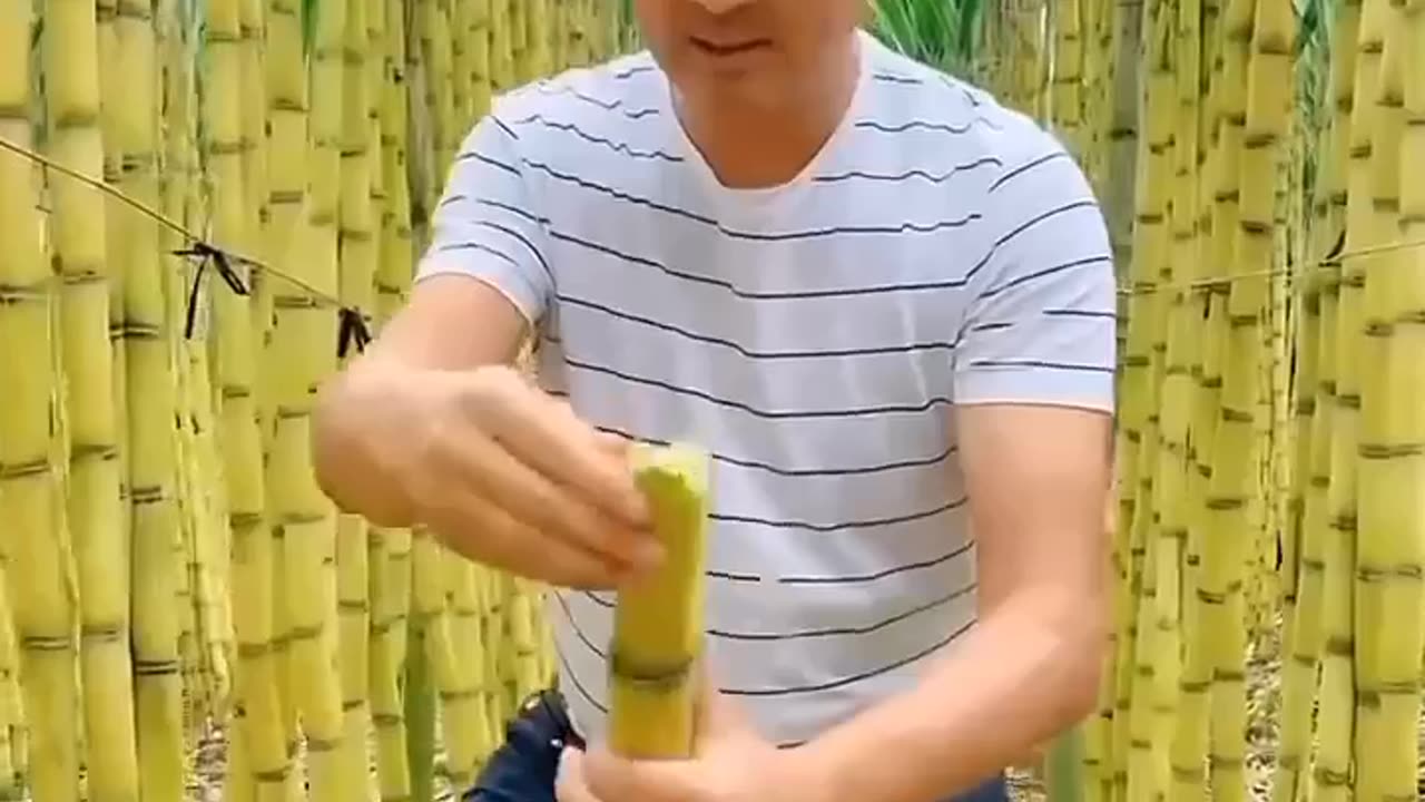 Golden sugar cane in china